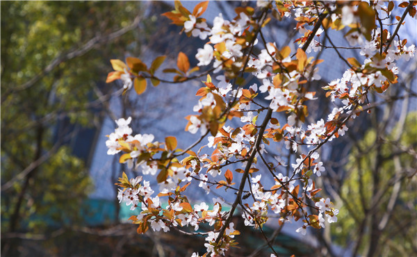 春暖花開，等你歸來(lái)——邀你云賞南新春景，以慰思念