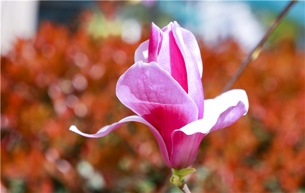 春暖花開，等你歸來(lái)——邀你云賞南新春景，以慰思念