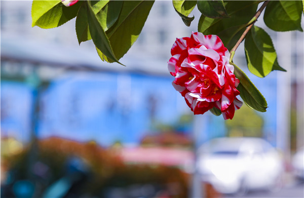 春暖花開，等你歸來(lái)——邀你云賞南新春景，以慰思念