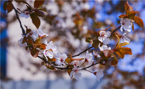 春暖花開，等你歸來(lái)——邀你云賞南新春景，以慰思念